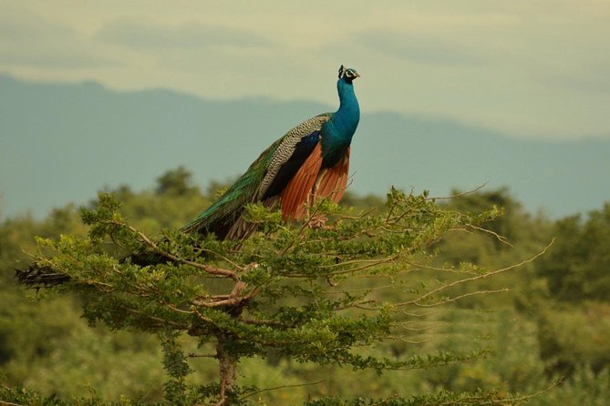 Half Day Udawalawe Safari (Entrance + Lunch) - Is $152 per person good value?