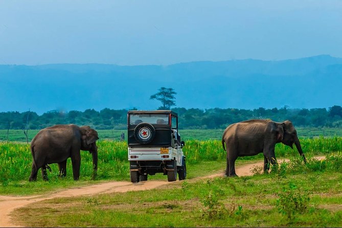 Half Day Udawalawe Safari from Kalutara (Entrance + Lunch) - Why Udawalawe works as a day trip from the coast