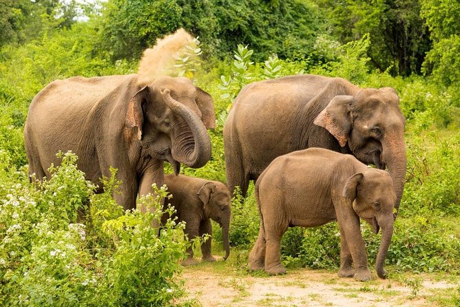 Half Day Udawalawe Safari from Kalutara (Entrance + Lunch) - Elephants, crocodiles, birds, and smaller finds