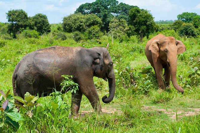 Half Day Udawalawe Safari from Kalutara (Entrance + Lunch) - Lunch after the park visit