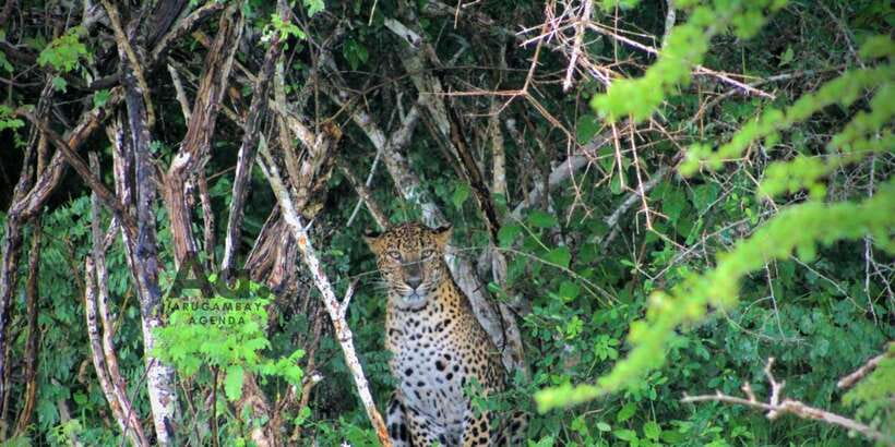 Half-Day Wild Safari in Yala National Park - The guide makes the difference