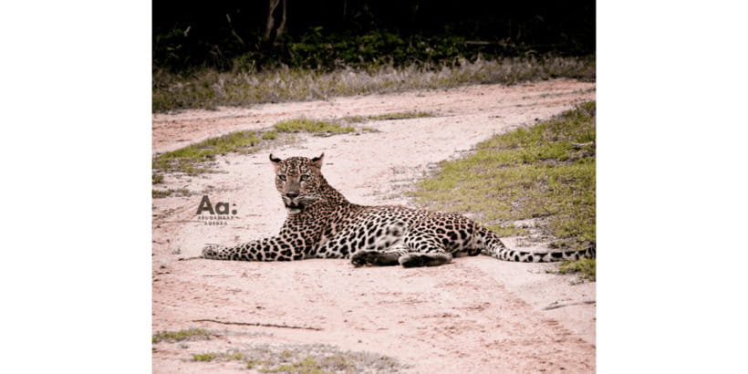 Half-Day Wild Safari in Yala National Park - What the six-hour schedule really gives you