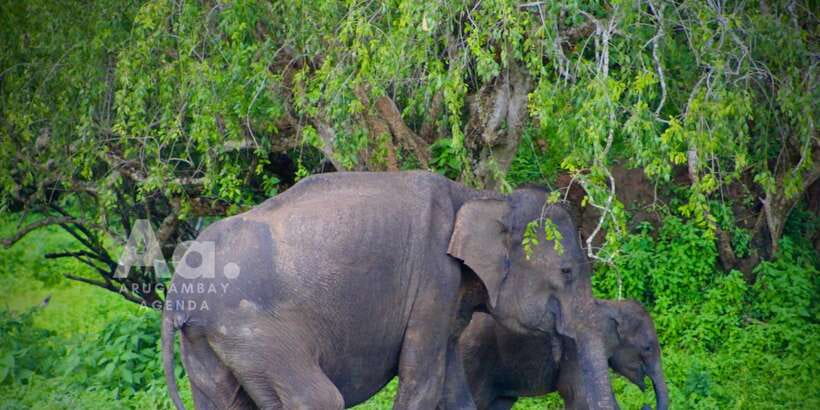 Half-Day Wild Safari in Yala National Park - Choosing the evening session
