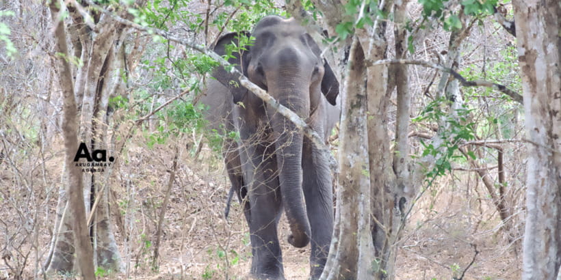 Half-Day Wild Safari in Yala National Park - The drive into Yala and the safety briefing