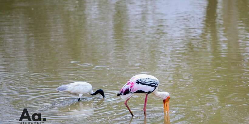 Half-Day Wild Safari in Yala National Park - Four hours among Yala’s animals