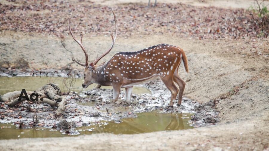 Half-Day Wild Safari in Yala National Park - Is $112 per person good value?