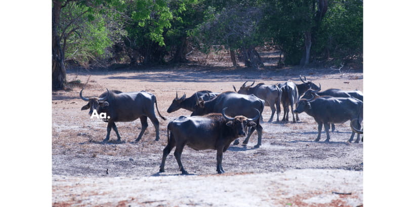 Half-Day Wild Safari in Yala National Park - Comfort, fitness, and who should skip it