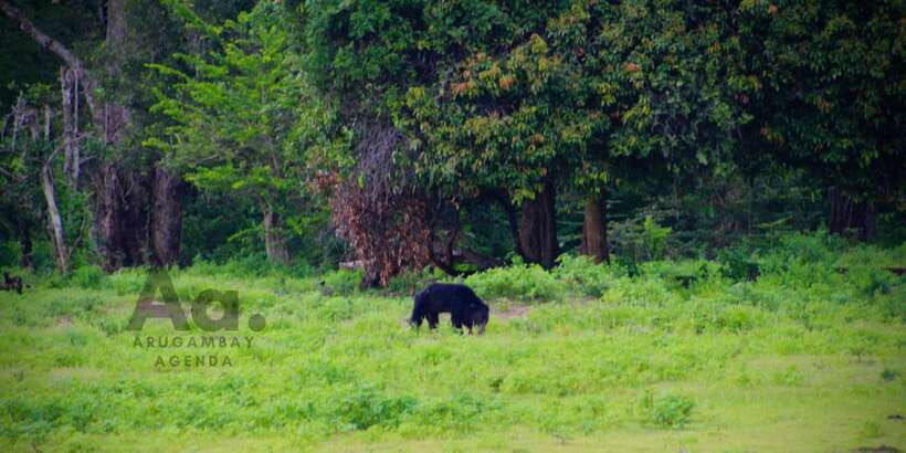 Half-Day Wild Safari in Yala National Park - Choosing the morning session