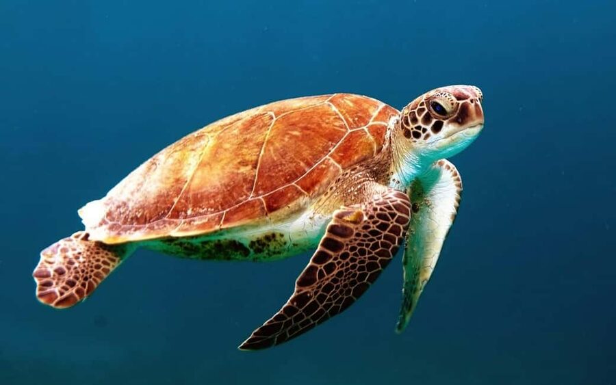 Hambantota Port: Galle Fort ,River Safari & Sea Turtle Visit - Who will enjoy this Galle day trip
