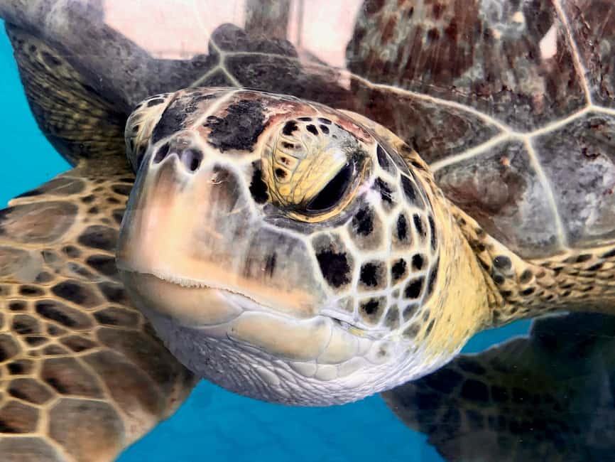 Hambantota Port: Galle Fort ,River Safari & Sea Turtle Visit - Two hours among the waterways of Madu Ganga
