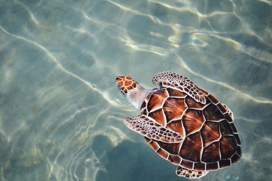 Hambantota Port: Galle Fort ,River Safari & Sea Turtle Visit - Hikkaduwa Beach and the chance to see turtles in the sea