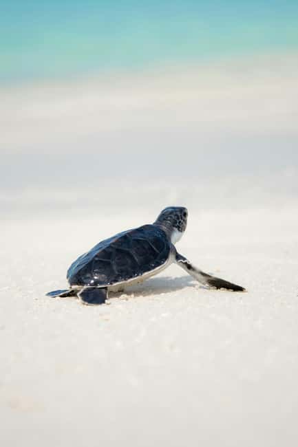 Hambantota Port: Galle Fort ,River Safari & Sea Turtle Visit - Timing, comfort, and physical demands