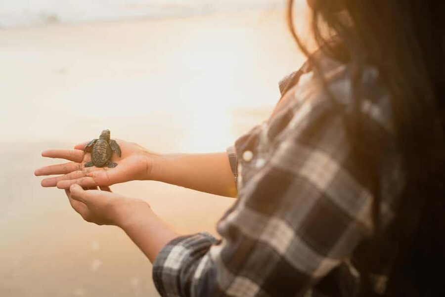 Hambantota Port: Galle Fort ,River Safari & Sea Turtle Visit - The 75-minute ride from Hambantota Port