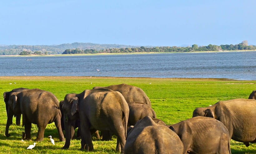Hambantota Port: Udawalawe Safari Tour & Transit Home Visit - Who should book this outing?