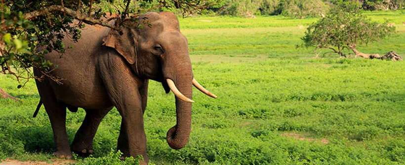 Hambantota Port: Udawalawe Safari Tour & Transit Home Visit - What the strongest outings have in common