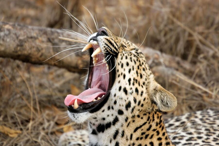 Hambantota Port: Yala National Park Safari (Shore Excursion) - The guide question: English is promised, but ask clearly