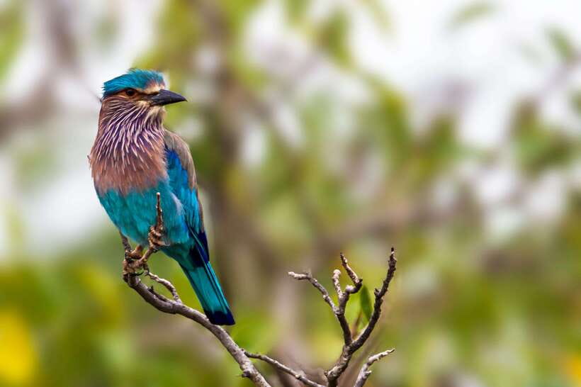 Hambantota Port: Yala National Park Safari (Shore Excursion) - Who will enjoy this five-hour safari
