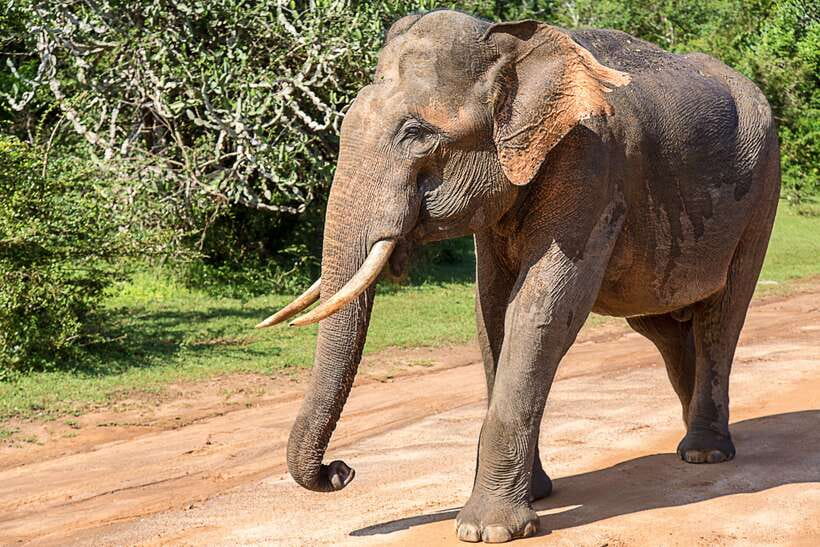 Hambantota Port: Yala National Park Safari (Shore Excursion) - What the 4x4 safari actually offers