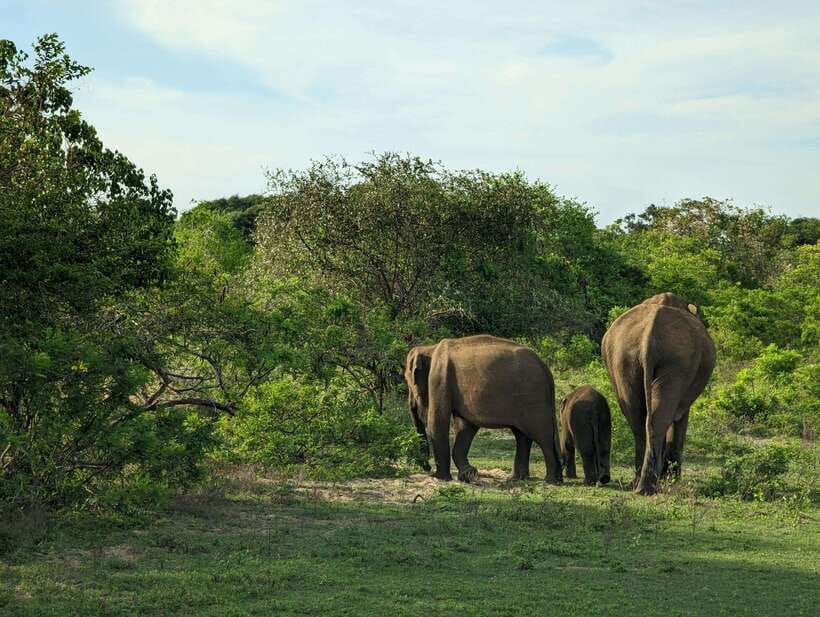 Hambantota Shore Excursion: Village and Cultural tour - Key points to know before you go
