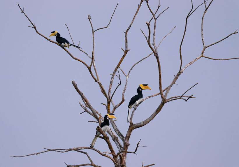Hambantota Shore Excursion: Village and Cultural tour - Local food and a slower taste of place