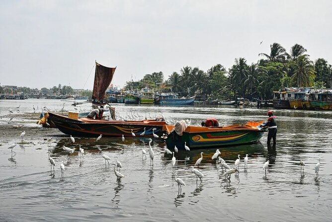 Heritage & Cultural Walk in Negombo - Fish markets where Negombo earns its living