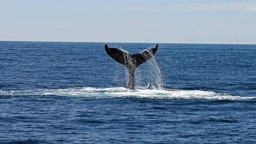 Hikkaduwa/Galle/Ahangama: Whale Watching Tour in Mirissa - Key points to know before booking
