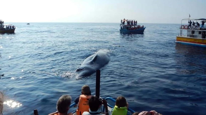 Hikkaduwa/Galle/Ahangama: Whale Watching Tour in Mirissa - Four hours watching the Indian Ocean