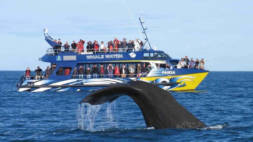 Hikkaduwa/Galle/Ahangama: Whale Watching Tour in Mirissa - What to pack for a better morning