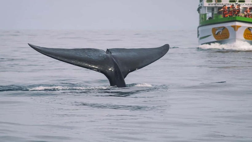 Hikkaduwa/Galle/Ahangama: Whale Watching Tour in Mirissa - Should you book it?