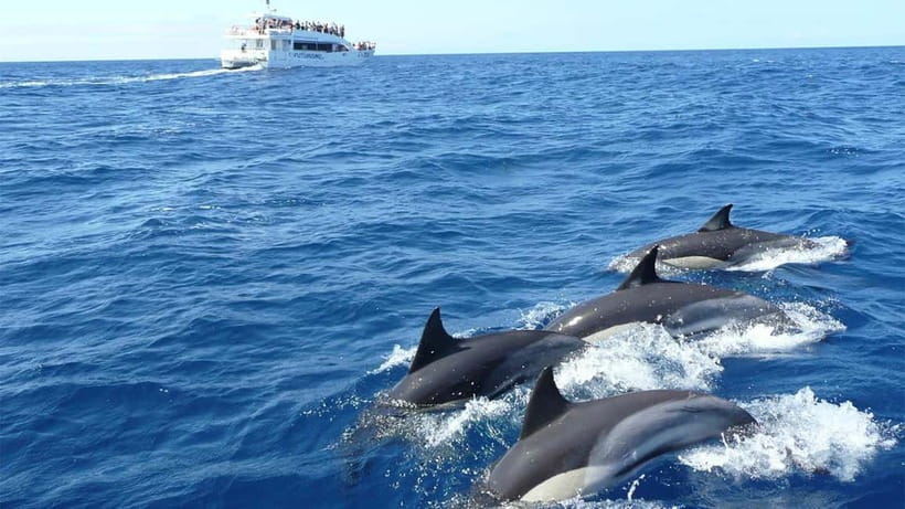 Hikkaduwa/Galle/Ahangama: Whale Watching Tour in Mirissa - Pickup from Hikkaduwa, Galle, or Ahangama