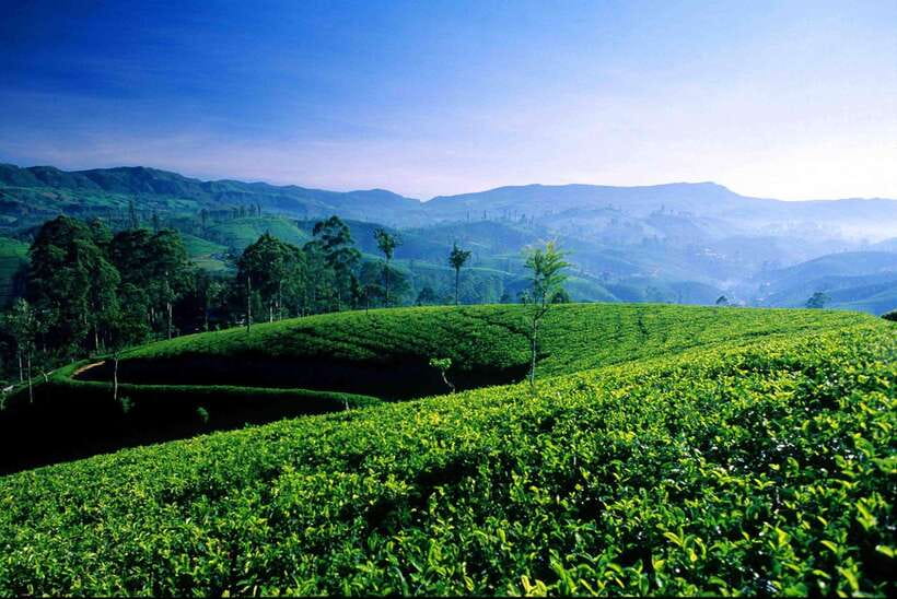 Hikkaduwa/Galle/Mirissa/Hiriketiya/Tangalle:Day Trip to ELLA - The guides make the packed schedule manageable