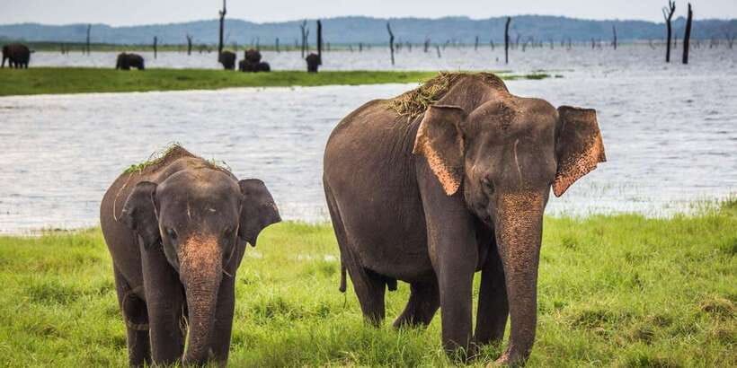 Hikkaduwa/Galle/Unawatuna/Mirissa: Udawalawa Safari - Key points to know before booking