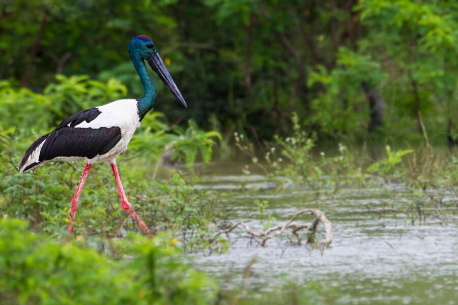 Hikkaduwa/Galle/Unawatuna/Mirissa: Udawalawa Safari - Three hours in a safari Jeep
