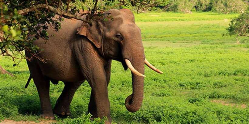 Hikkaduwa/Galle/Unawatuna/Mirissa: Udawalawa Safari - Who should book this safari?