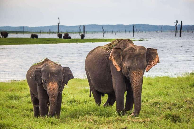 Hikkaduwa/Galle/Weligama/Mirissa/Tangalle: Udawalawa Safari - Key points to know before booking