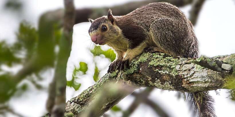 Hikkaduwa/Galle/Weligama/Mirissa/Tangalle: Yala Safari Tour - The guides are the heart of the day