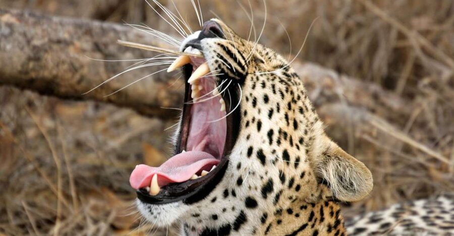 Hikkaduwa/Galle/Weligama/Mirissa/Tangalle: Yala Safari Tour - Is the $45 price good value?