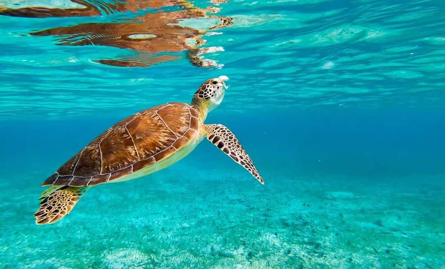 Hikkaduwa Snorkeling Tour: 2 Hours of Underwater Adventure - What you may see beneath the surface