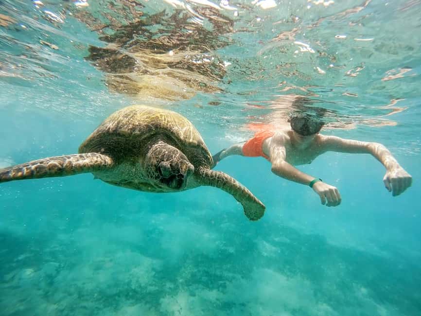 Hikkaduwa Snorkeling Tour: 2 Hours of Underwater Adventure - Who will enjoy this tour most