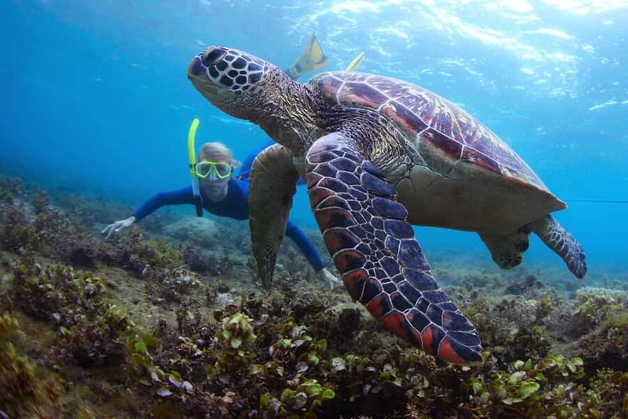 Hikkaduwa Snorkeling Tour: 2 Hours of Underwater Adventure - The two-hour itinerary, from briefing to reef