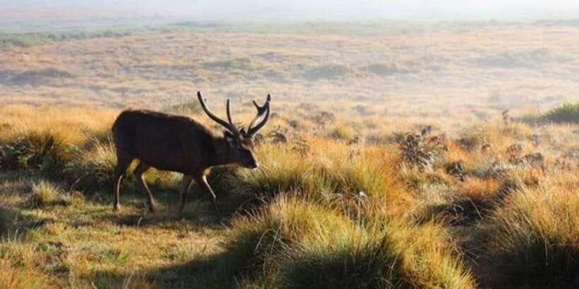 Horton plains: Discover real essence of central highland - Key points before you book
