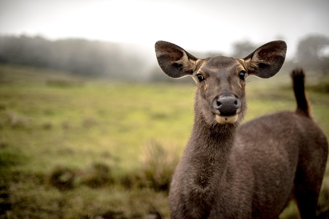 Horton Plains National Park Entrance Ticket with Guide - Mini World’s End gives you an early taste of the views