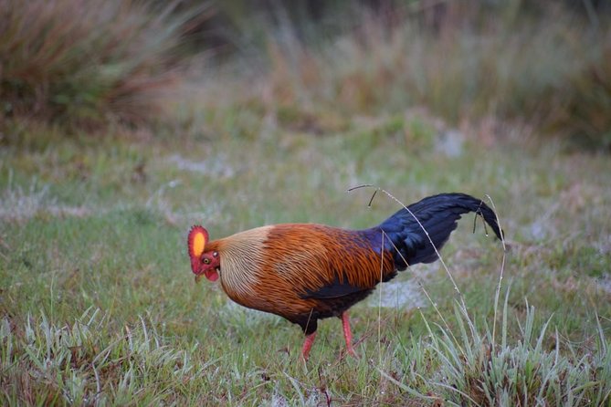 Horton Plains National Park Entrance Ticket with Guide - World’s End is the headline stop