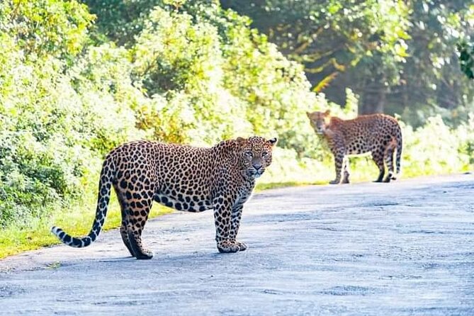 Horton Plains National park in Nuwara eliya - Galways Land National Park adds a shorter second walk