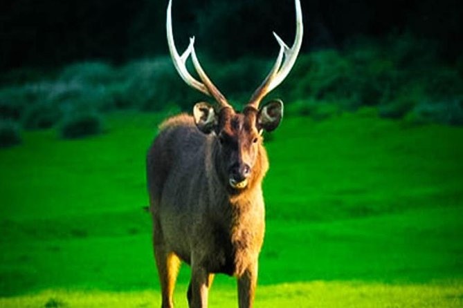 Horton Plains-World's End Tour From Nuwaraeliya - Guides make the biggest difference
