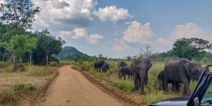 Hurulu Eco Park: 3-Hour Morning or Evening Safari - Key points to know before you go