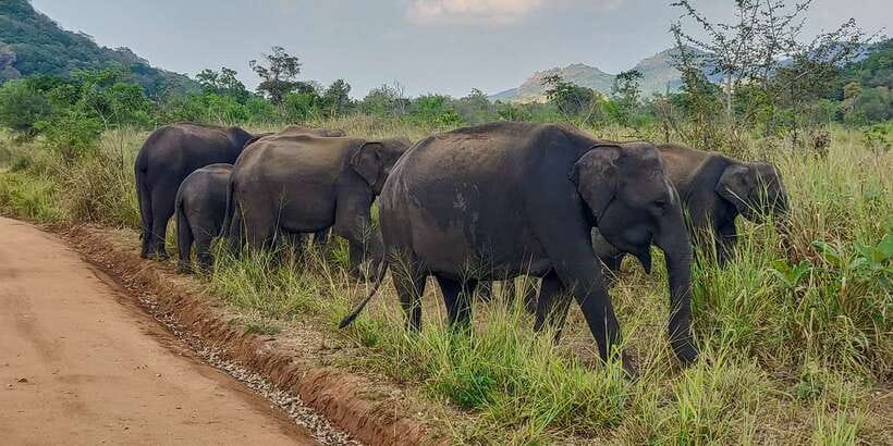 Hurulu Eco Park: 3-Hour Morning or Evening Safari - Why Hurulu Eco Park is part of the elephant story