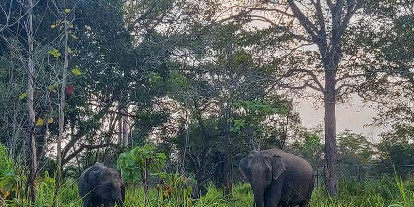 Hurulu Eco Park: 3-Hour Morning or Evening Safari - Morning or evening: choosing the better three hours