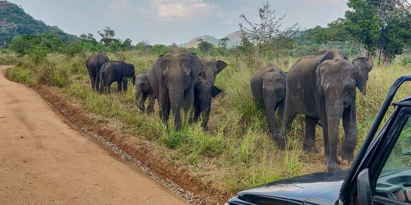 Hurulu Eco Park: 3-Hour Morning or Evening Safari - Following the narrow tracks through Hurulu Forest Reserve