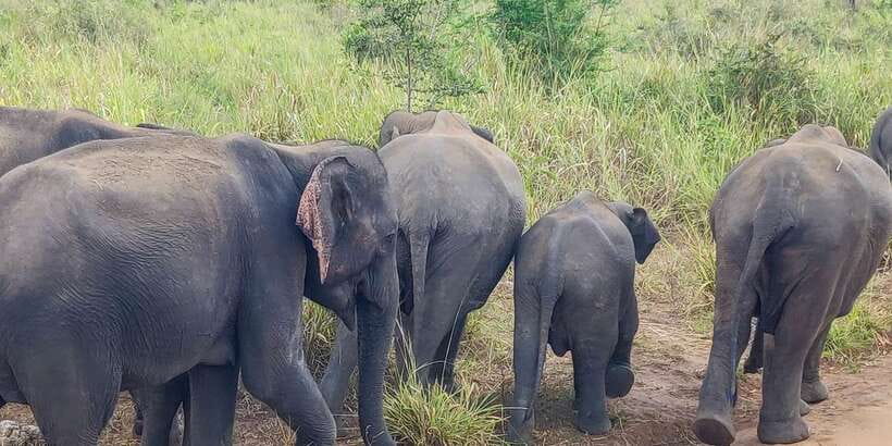 Hurulu Eco Park: 3-Hour Morning or Evening Safari - Other wildlife, from leopards to star tortoises